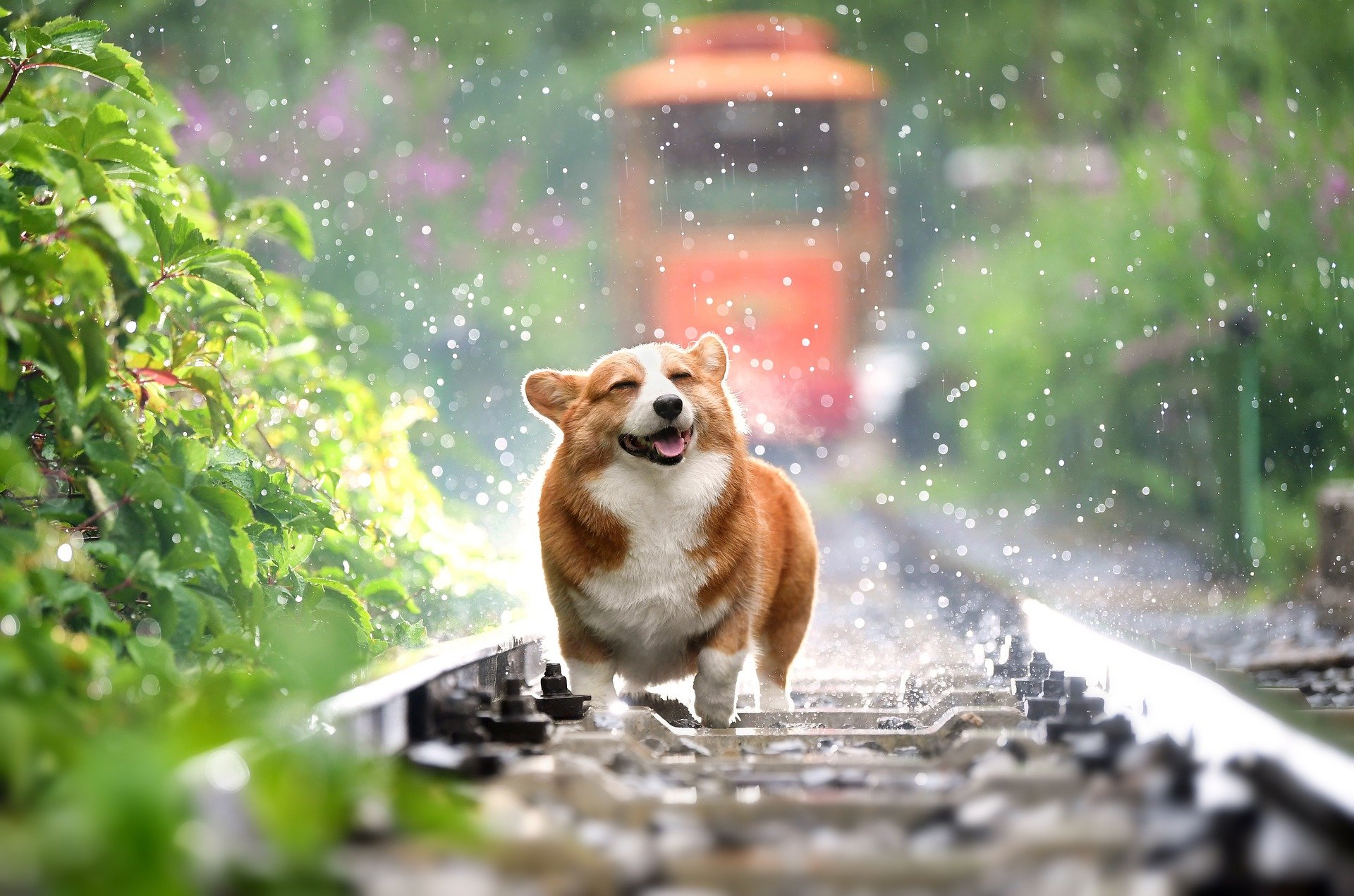 Dog shaking water off walking on railroad tracks.
