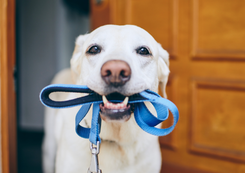 cute blonde lab dog holding a leash in its mouth