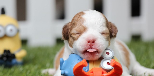 be a puppysitter