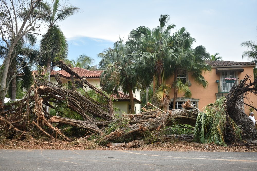 tree removal