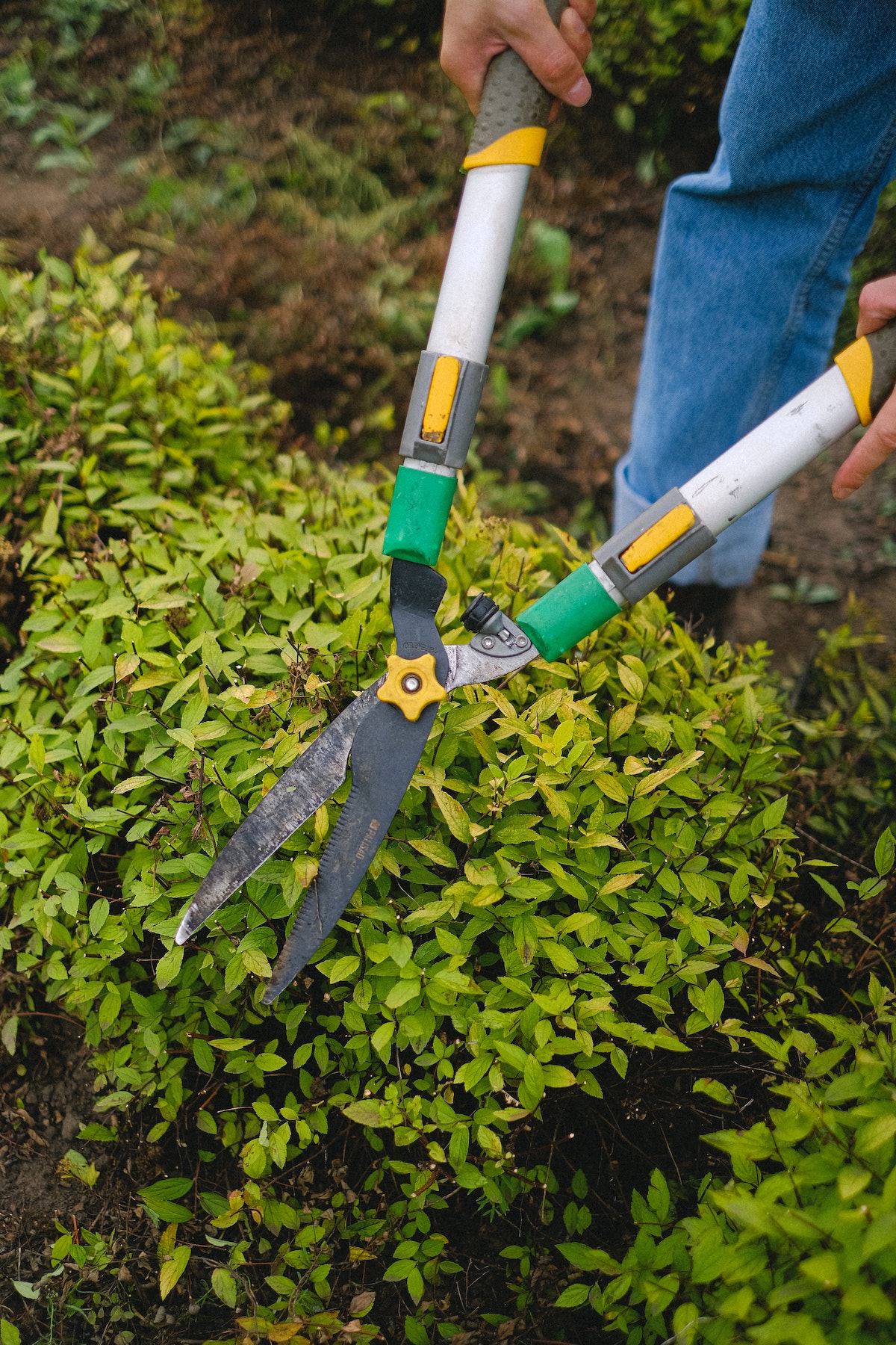 Gardener