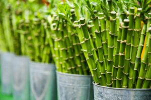 Picture of bamboo in buckets.