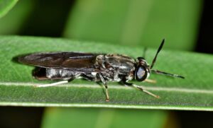 Black soldier fly on a leaf.