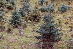 Christmas trees on a farm.