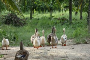 Ducks on a farm.