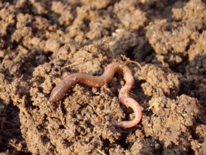 Earthworm crawling in dirt on an earthworm farm.
