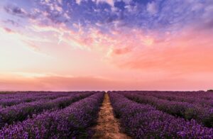 Fields of flowers being grown on a farm.