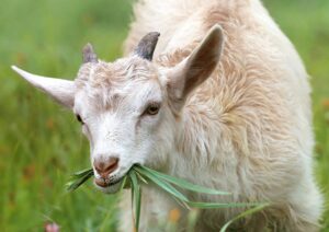 Goats on a farm.