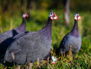 Guinea fowl on a farm.