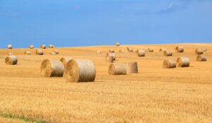 Bails of hay on a field.