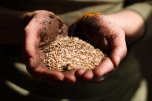 Person with a handful of heirloom seeds.