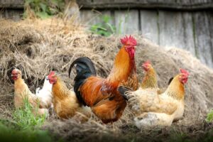 Picture of heritage livestock chickens on a farm.