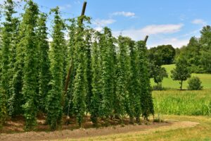 Hops being grown on a farm.