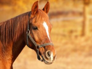 Brown horse on a farm used for stud services.