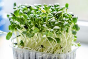 Picture of microgreens in an environmentally friednly container from someone who has learned how to make money on 10 acres.