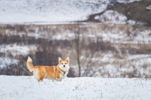 Livestock dog walking around a farm or ranch.