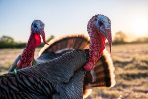 Picture of two turkeys walking around a field.