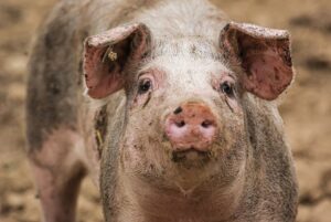 Picture of pastured pig.