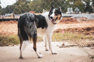 Dog behind a fence on a pet sitting business.