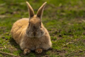 Rabbit on a rabbit farm.