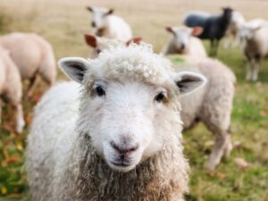 Sheep on a sheep farm.
