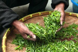 Tea leaves being handled by a person.