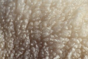 Wool from a sheep before being sheared.