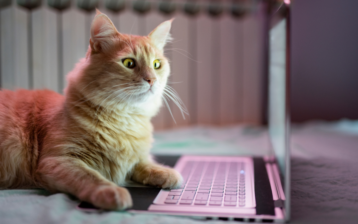 start a pet care blog.