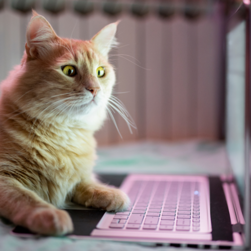 start a pet care blog.