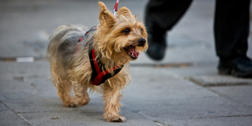 get paid to drive a car across the country: Walk Dogs