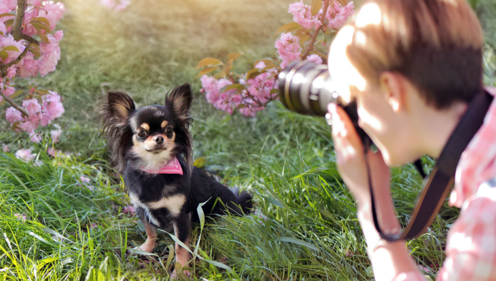 Photography Business Name Idea - a photographer taking a picture of a small black and tan papillon-type dog outdoors