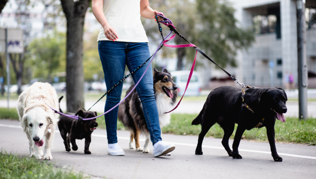 what do i need to set up a dog walking business