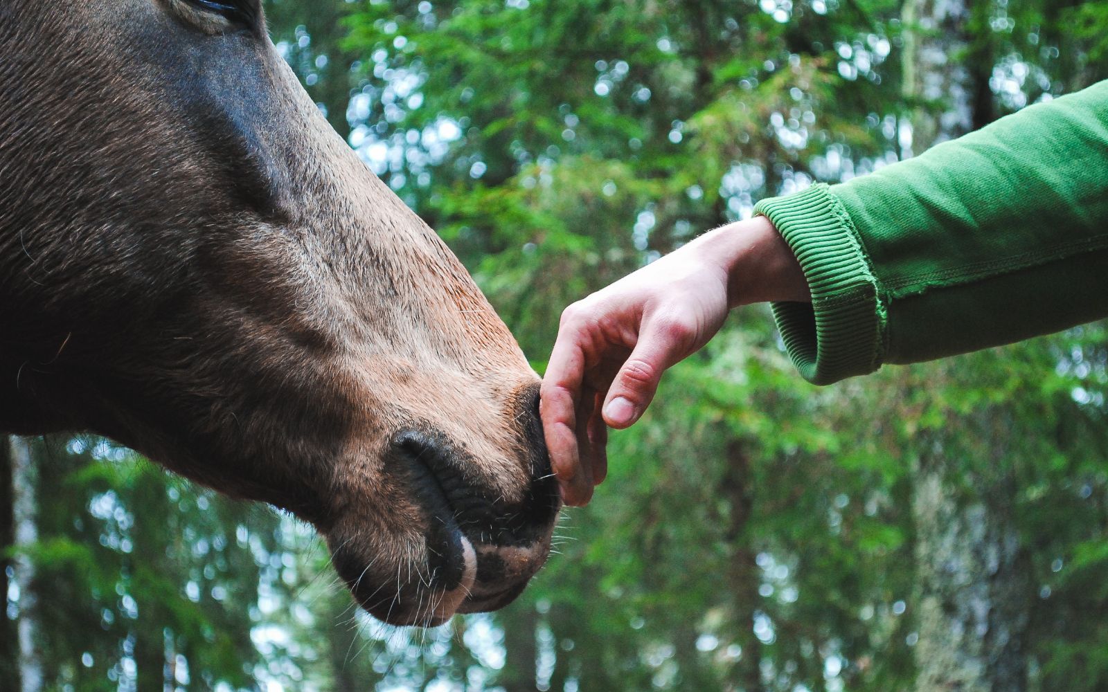 Equine Health.