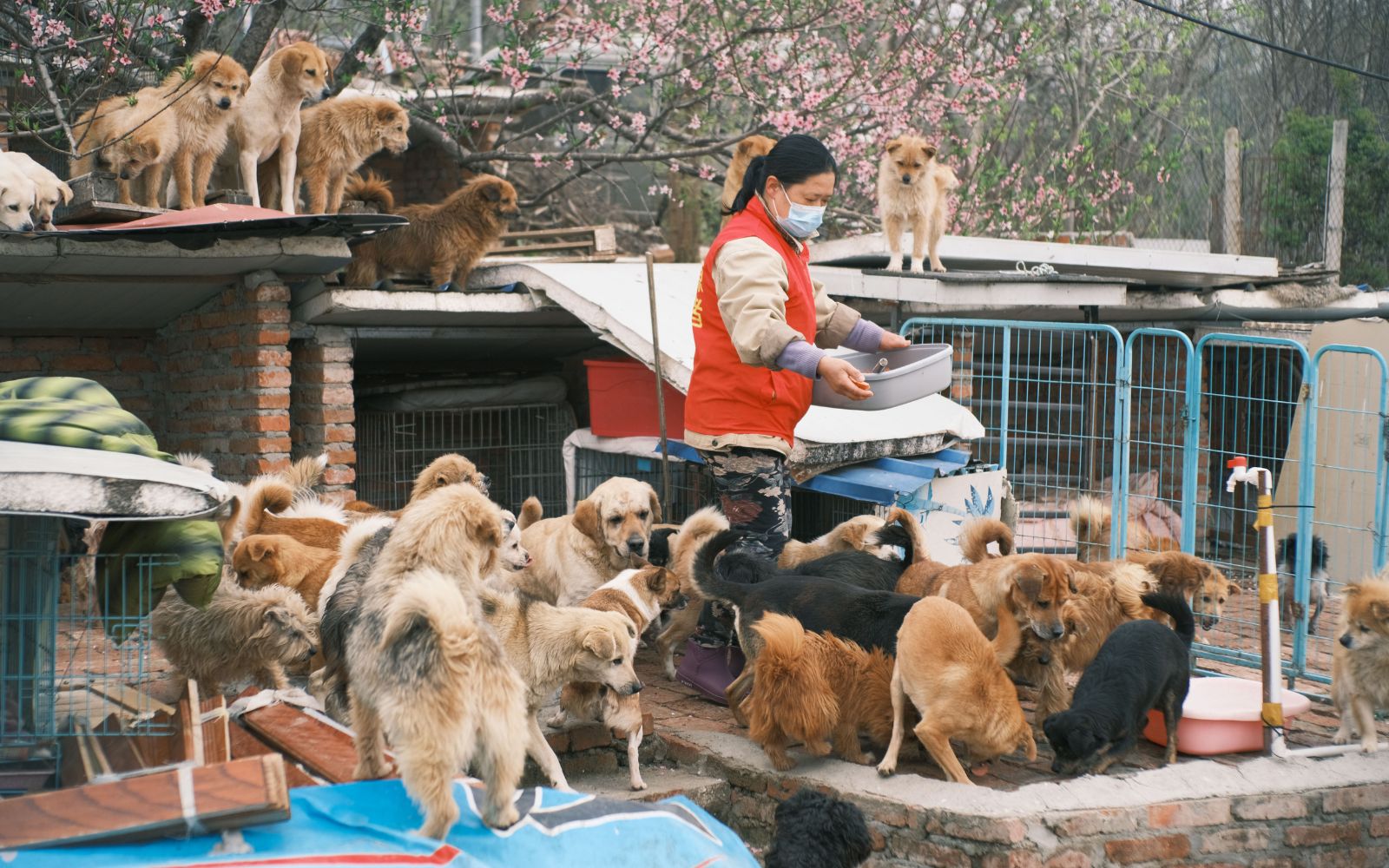 Awesome Names for Animal Shelter Collections.