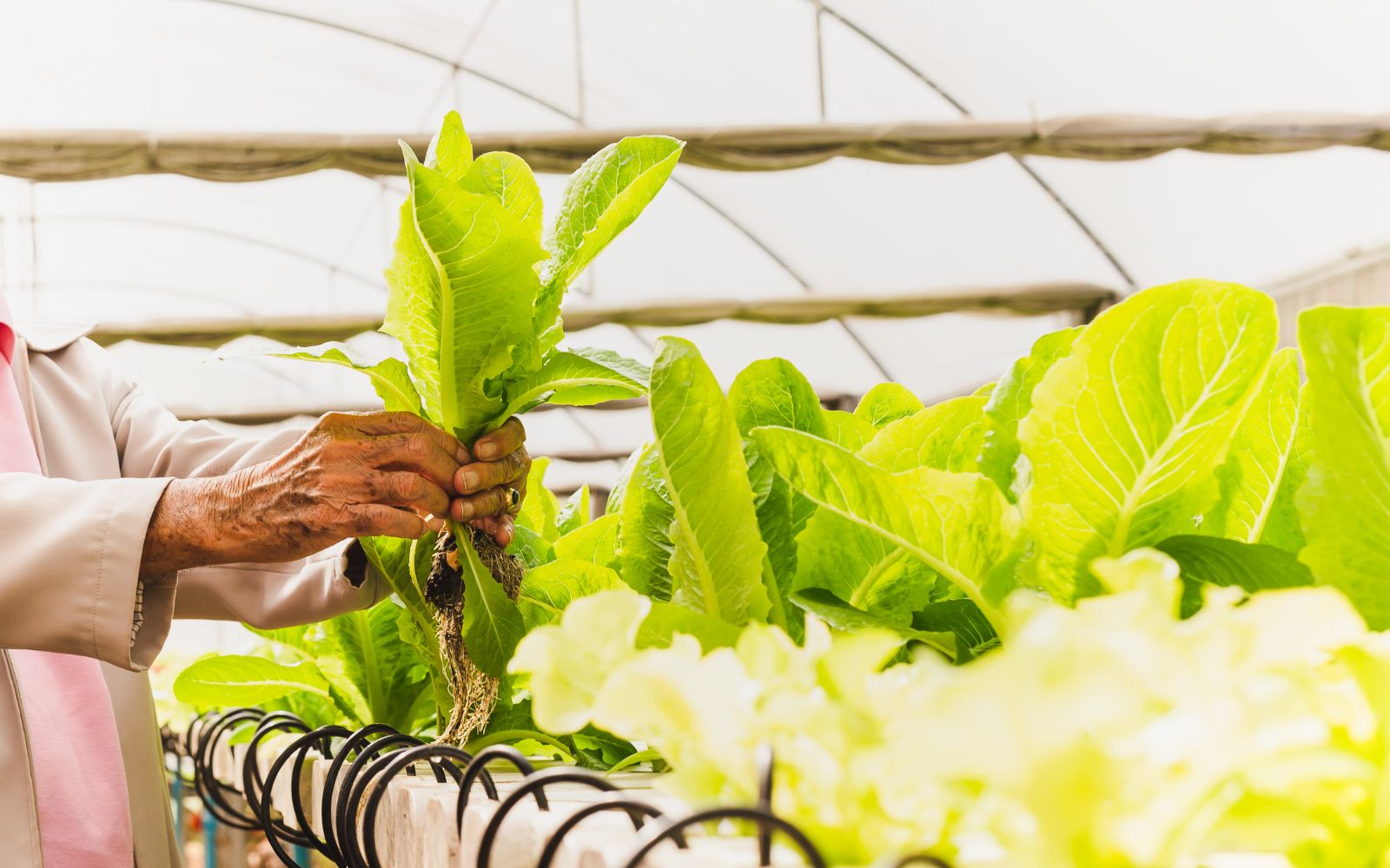 Green Names for Farm-to-Table Mexican Cafes.