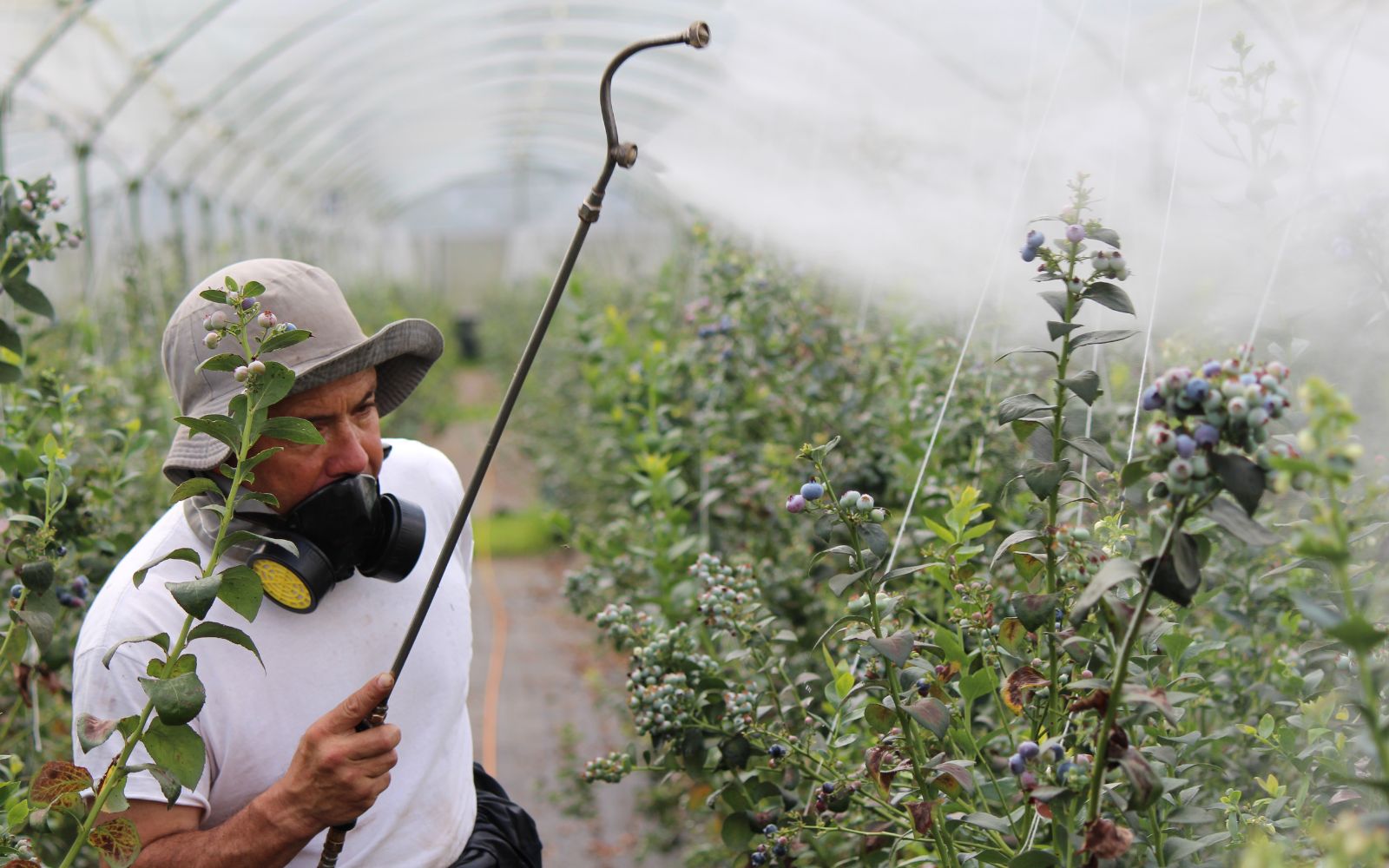 Agricultural Pest Control Company Names.