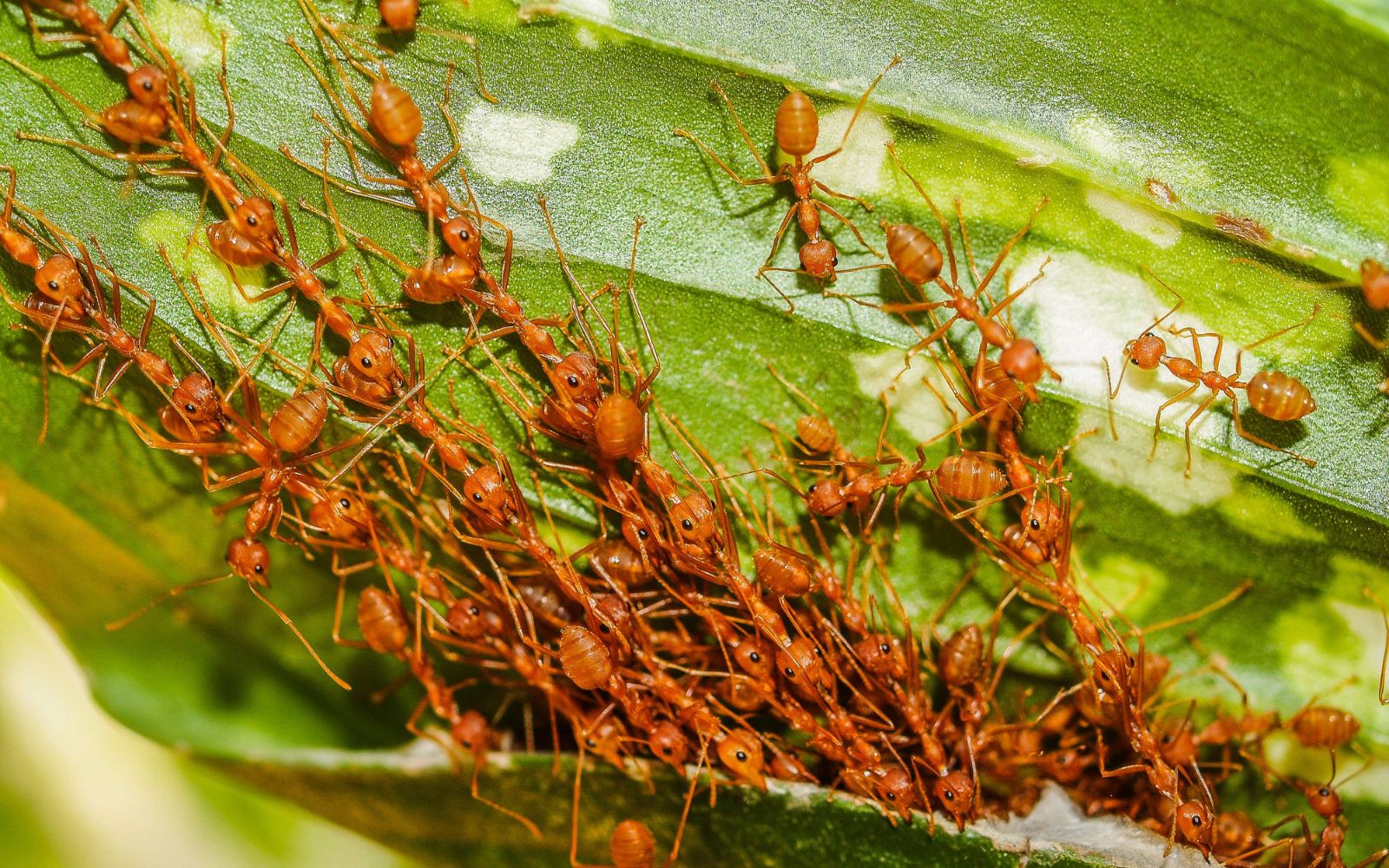 Awesome Names for Ant Exterminators.