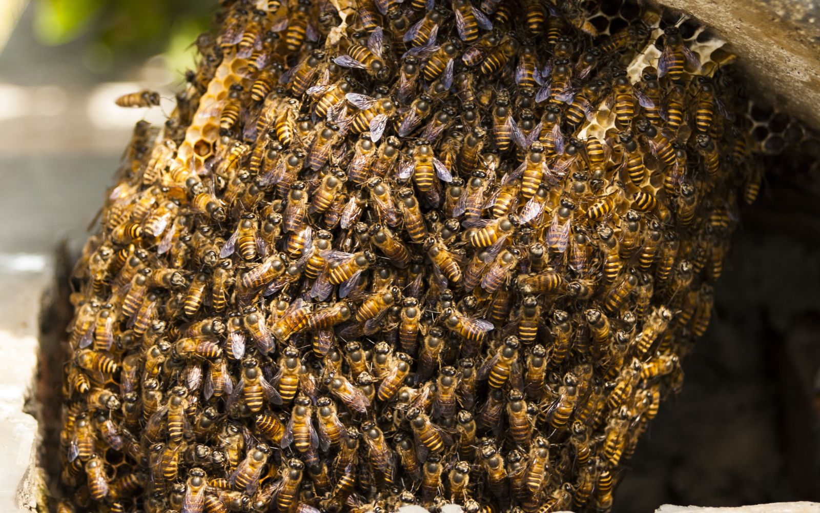 Best Names for Bee and Wasp Removal Firms