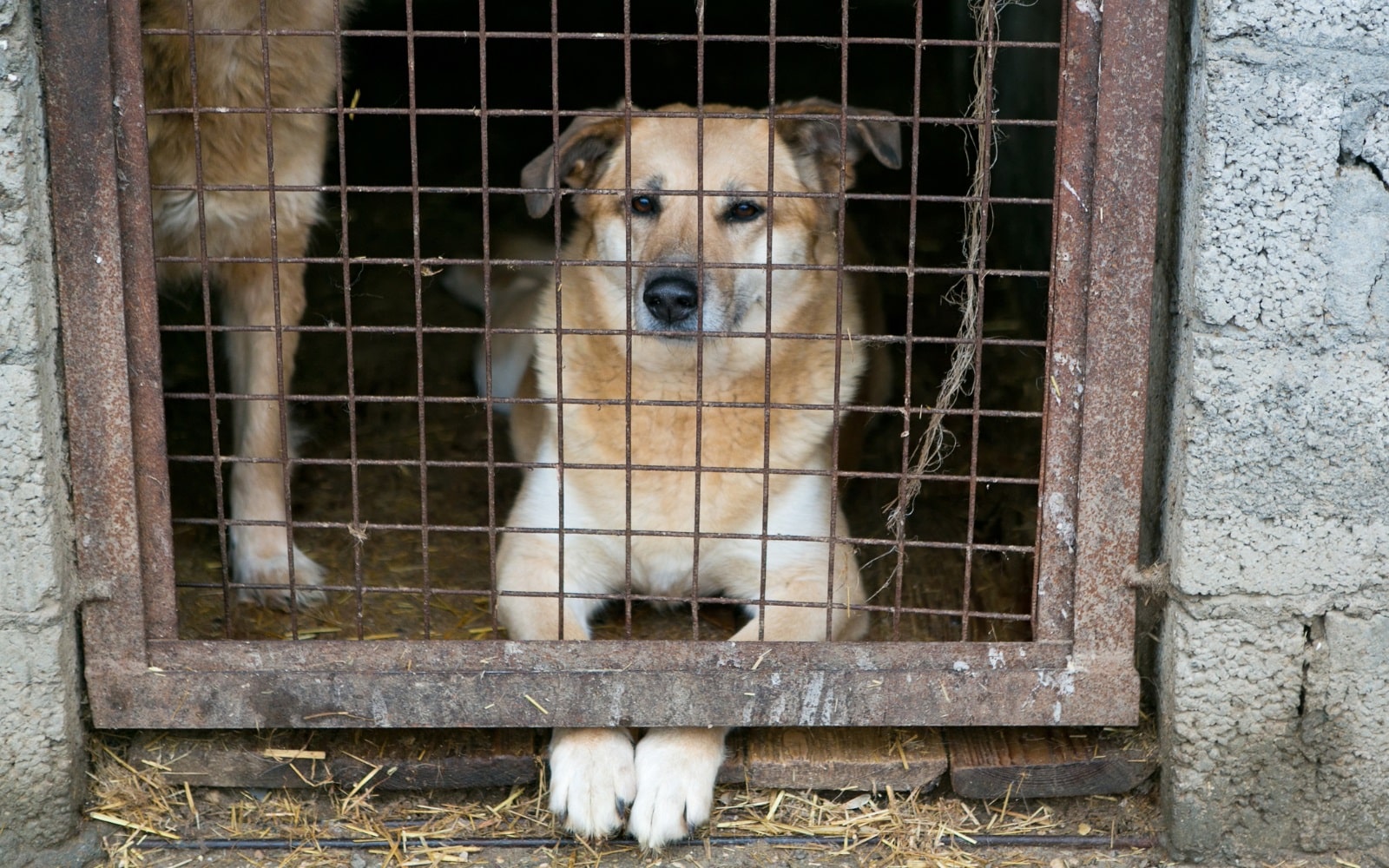 Charity Name Ideas To Do With Animal Rescue.