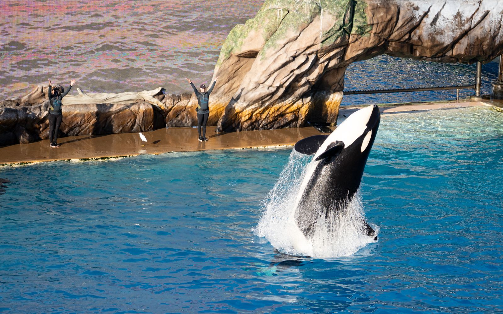 Modern Names for Marine Life Parks.