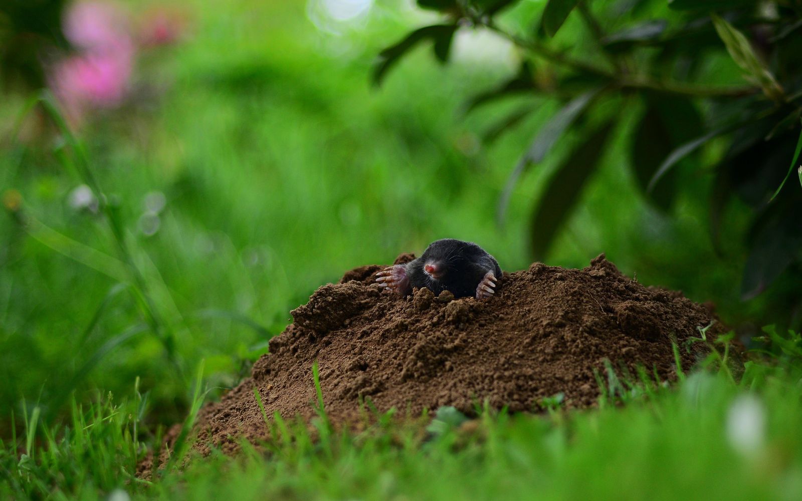 Names for Mole Removal Specialists.