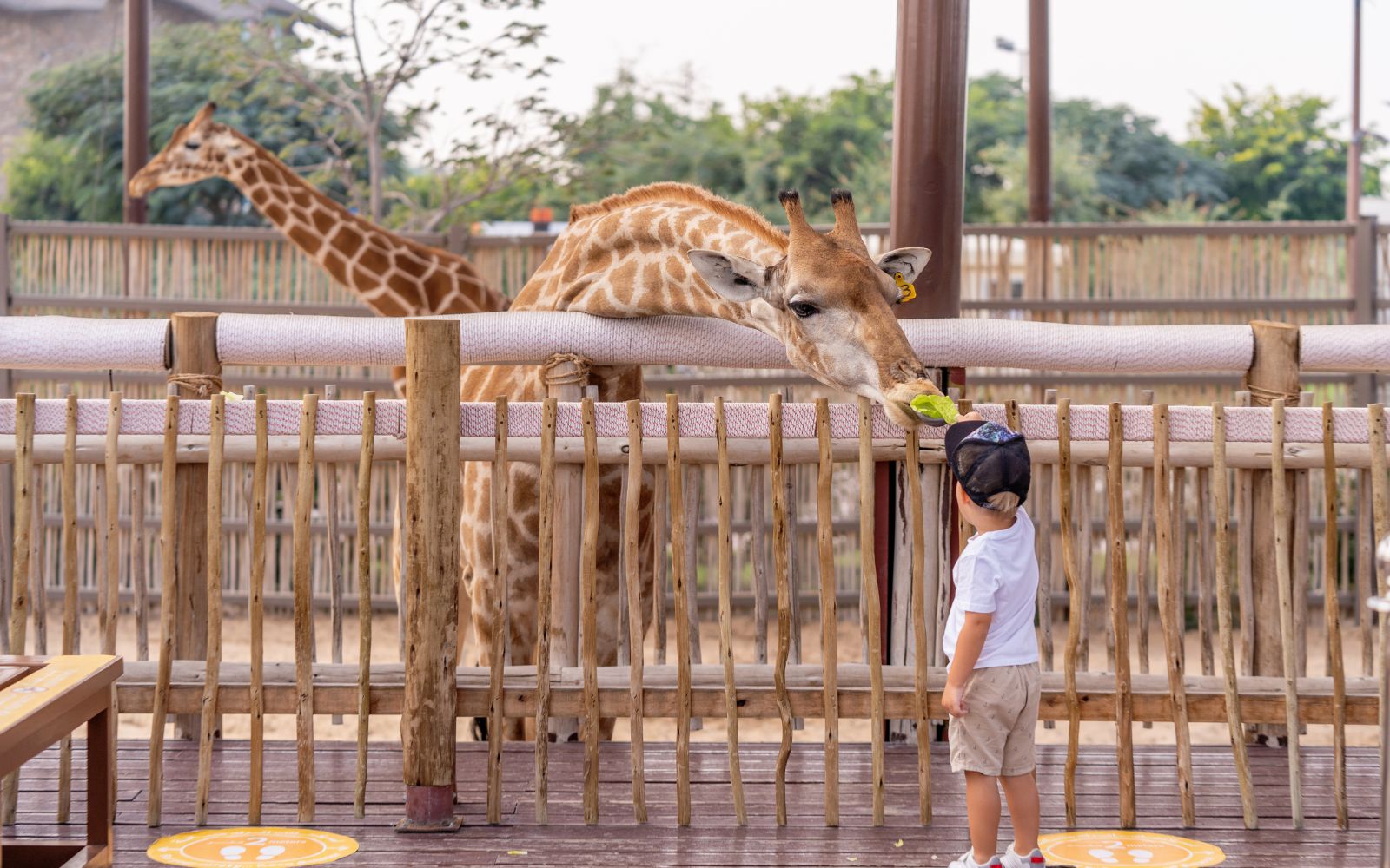 Perfect Names for Petting Zoos.