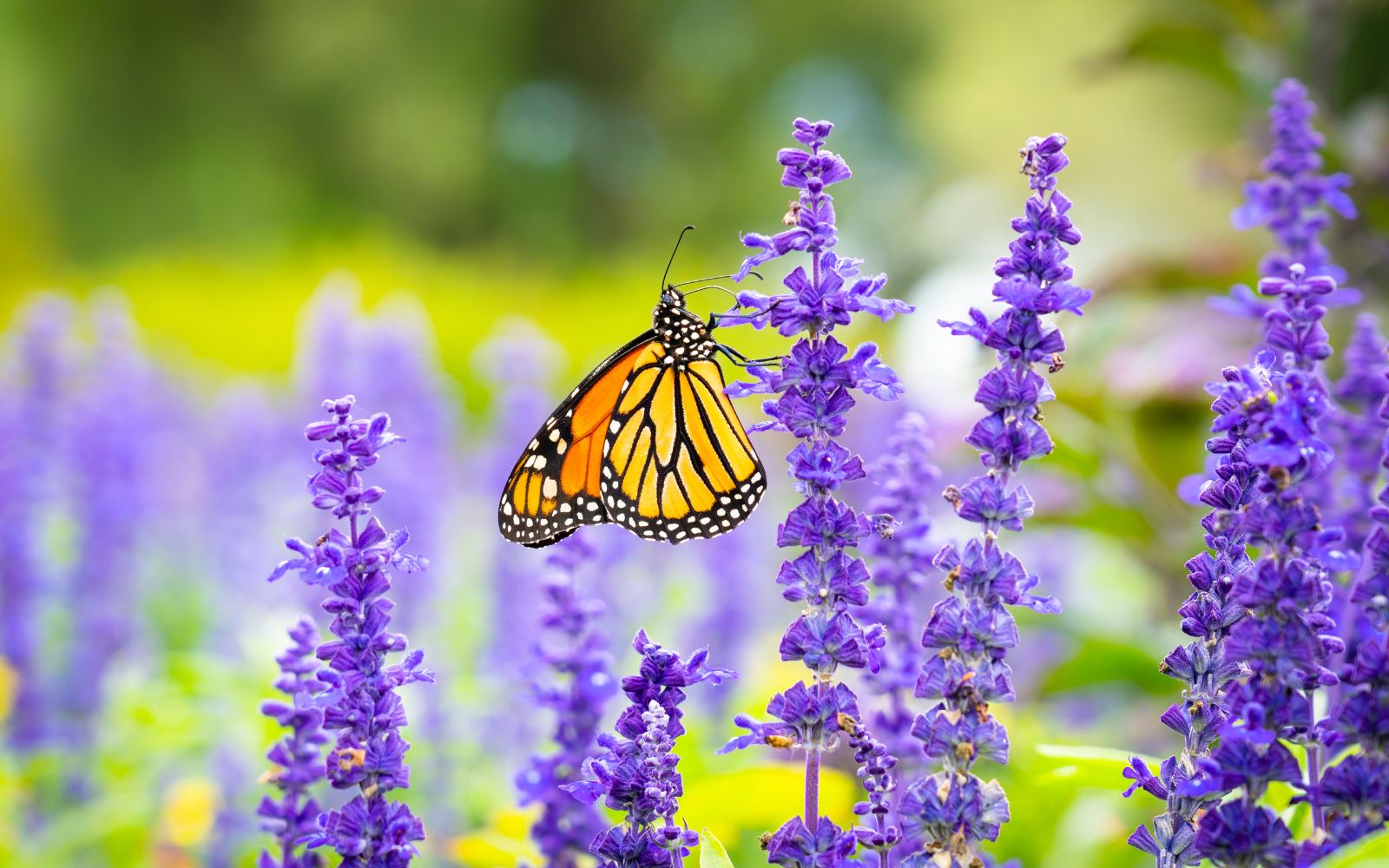 Beautiful Names for Your Butterfly Garden Biz