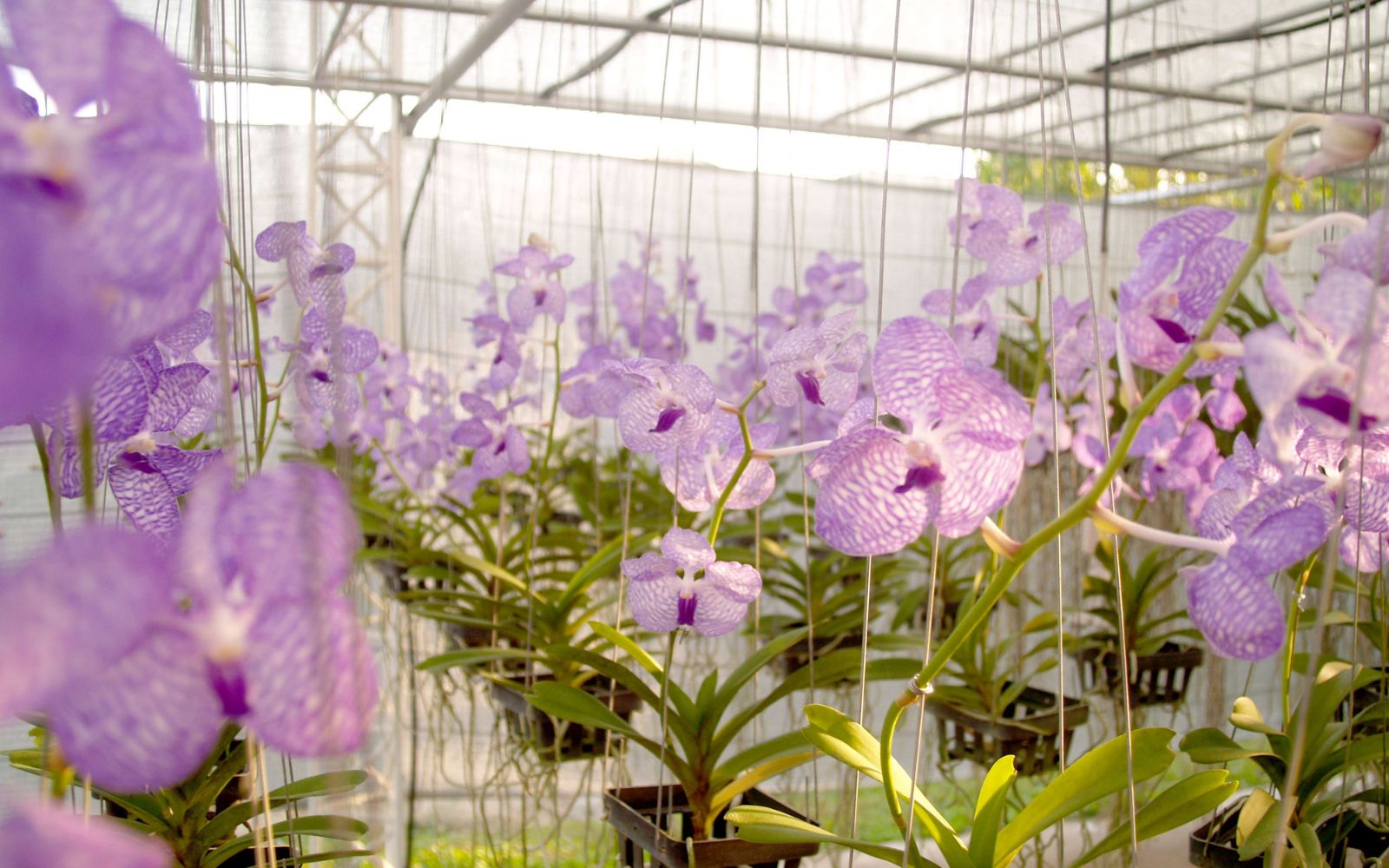 Elite Names for Orchid Conservatories