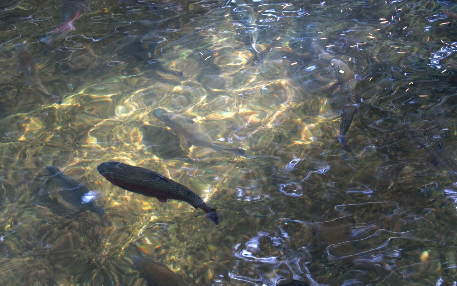 Freshwater Fish Farm Name Ideas.