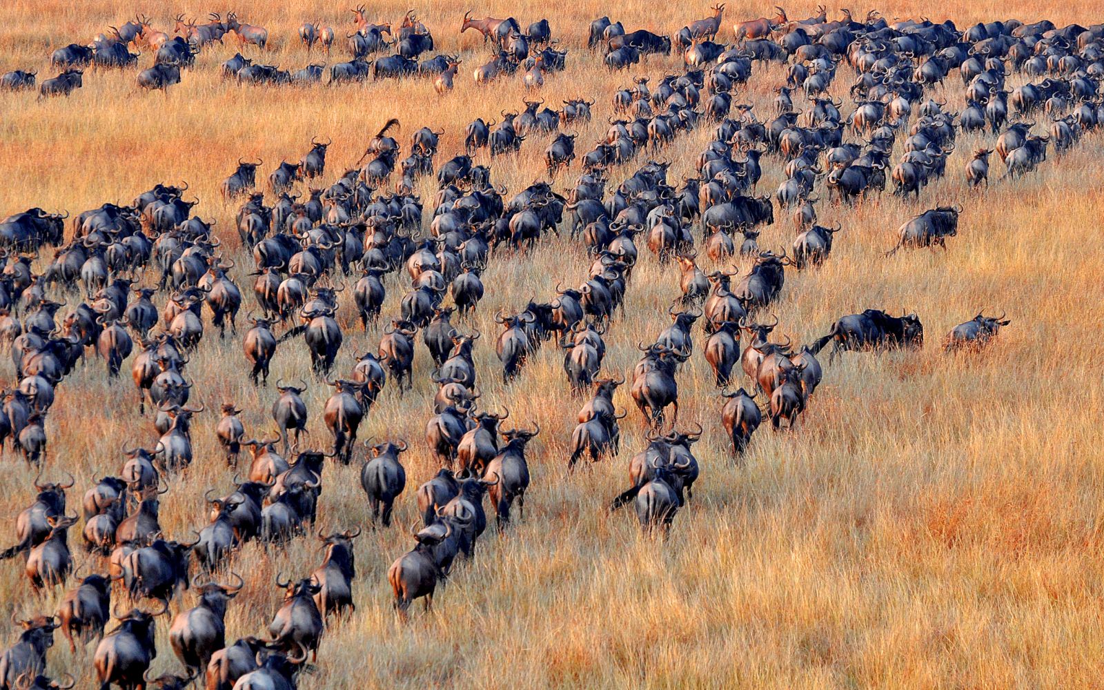 Rare Names for African Safari Services