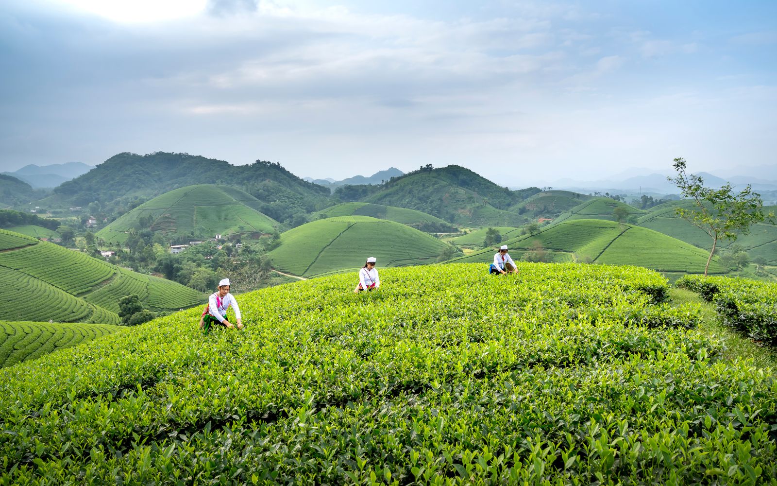 Strong Names for Tea Plantations.