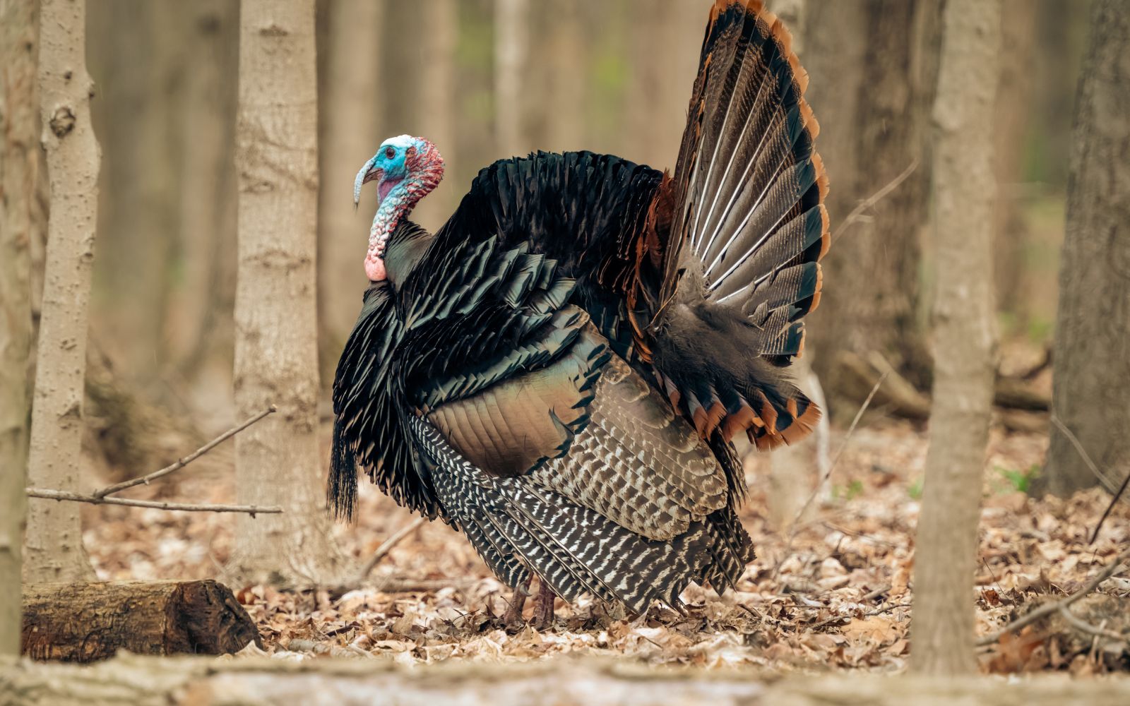 Turkey Hunting Enterprise Names