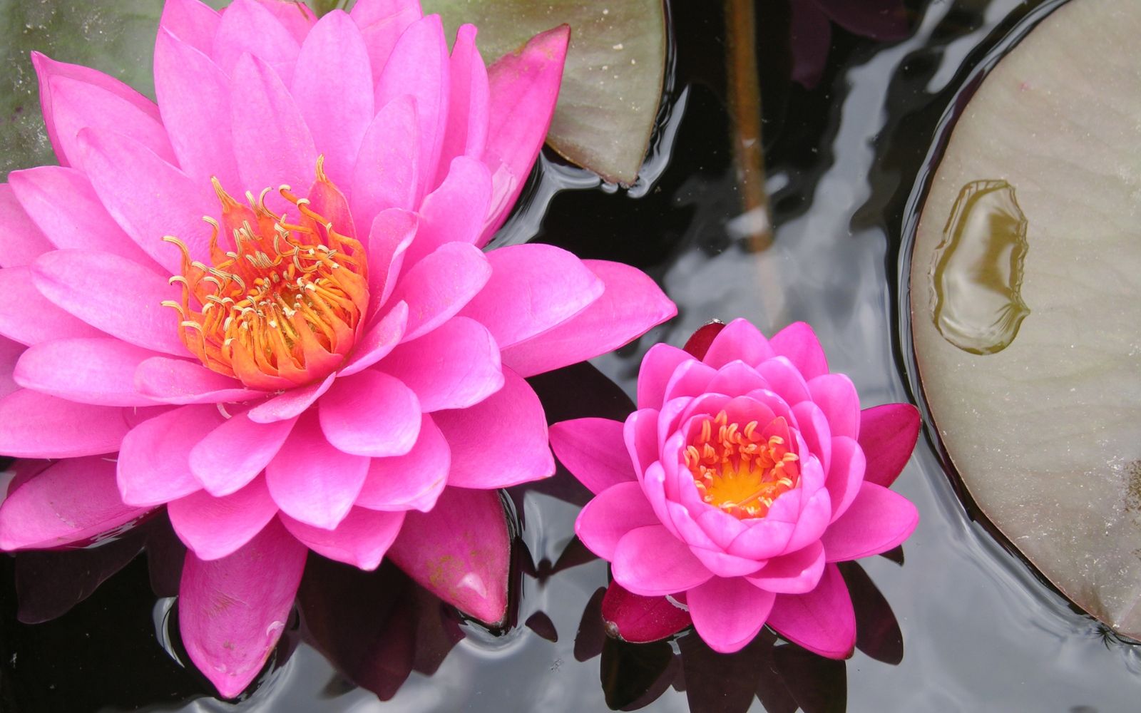 Water Lily Nursery Names that Wow