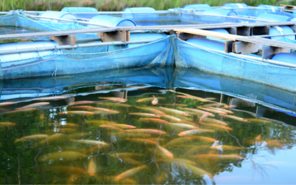 fish farm name ideas.
